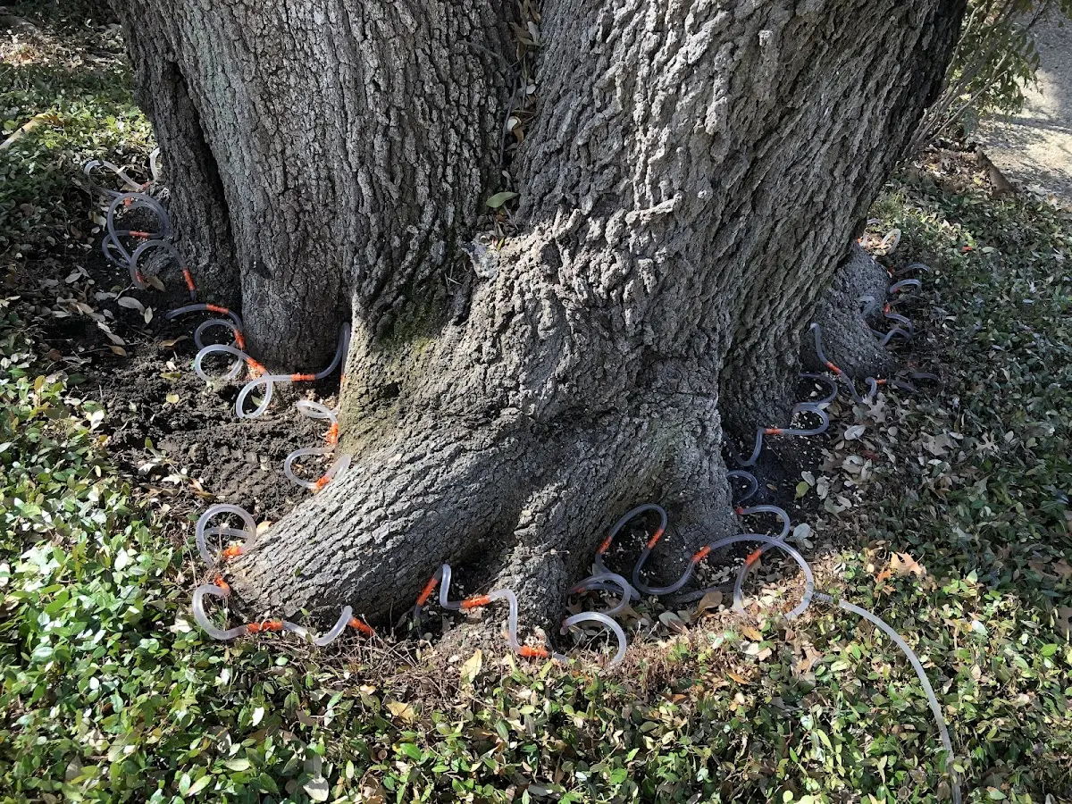 Detailed Tree Cabling and Bracing job site in Locust Grove