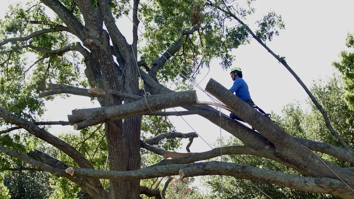 Professional Hazardous Tree Removal performed by certified arborists in Locust Grove