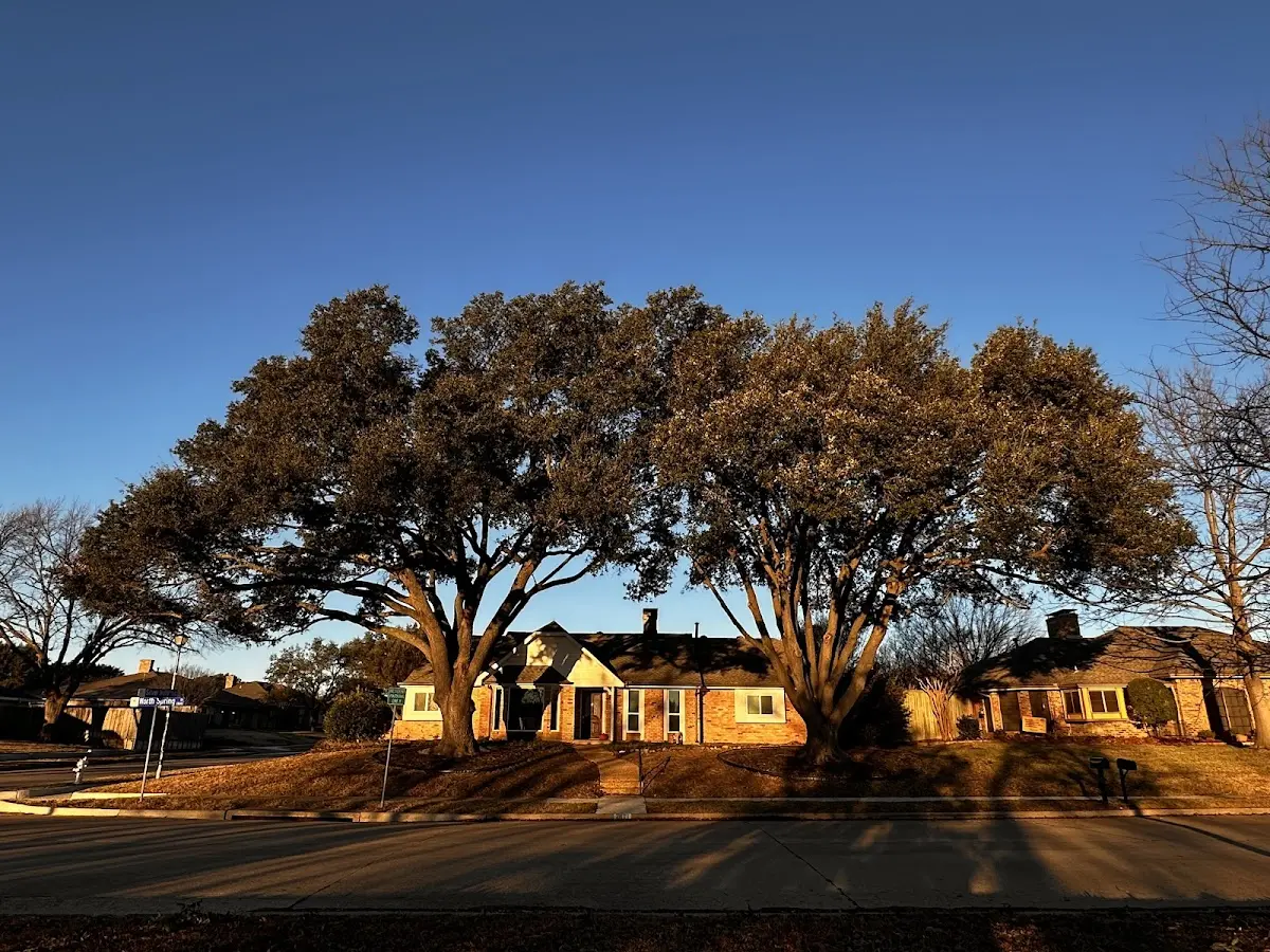 Established residential canopy tree shading a home in Locust Grove